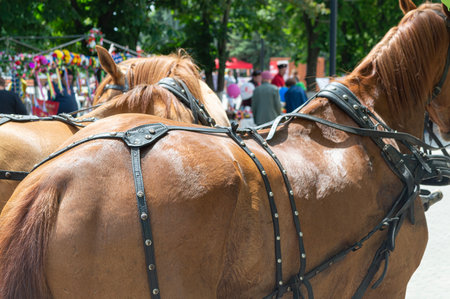 Horses in harness prepare for festive parade through the city parkの写真素材