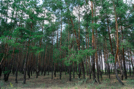 Dense pine forest under a partly cloudy sky in late afternoon lightの写真素材