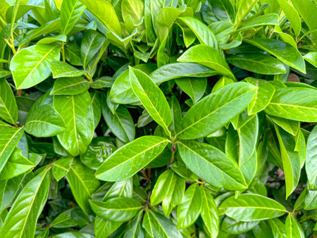 Lush Green Foliage of a Shrub Thriving in a Sunny Garden Settingの写真素材