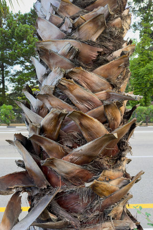 Palm Tree Trunk With Unique Textures and Patterns in Urban Settingの写真素材