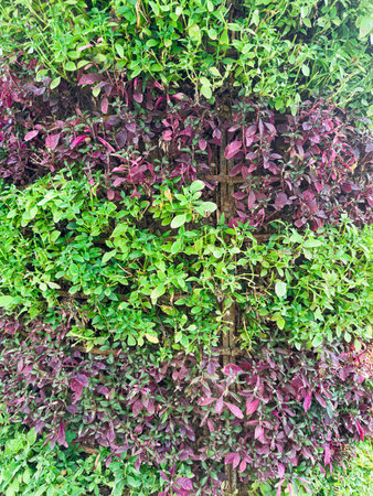 Vertical Garden Displaying a Variety of Green and Purple Plants in Sunlightの写真素材