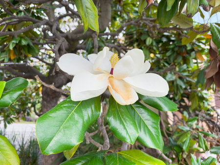 Blooming White Magnolia Flower on a Sunny Day. Generative AIの写真素材