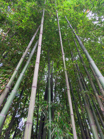 Exploring a Serene Bamboo Grove Under Clear Blue Skies. Generative AIの写真素材