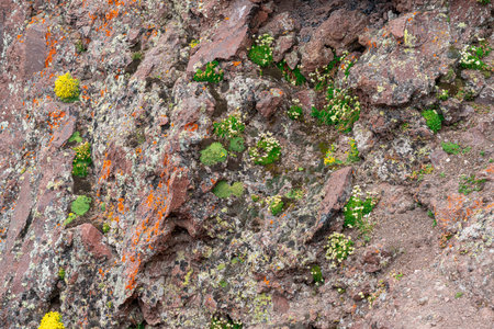 Colorful Moss and Lichens Thriving on Rocky Terrain in a Natural Settingの写真素材