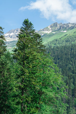 Majestic Mountain Landscape With Lush Green Trees Under a Clear Blue Skyの写真素材