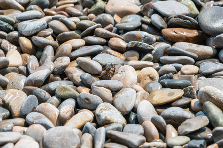 Exploring a Rocky Beach Covered With Smooth Pebbles on a Sunny Dayの写真素材