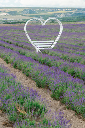 Lavender Field With a Heart-Shaped Benchの写真素材