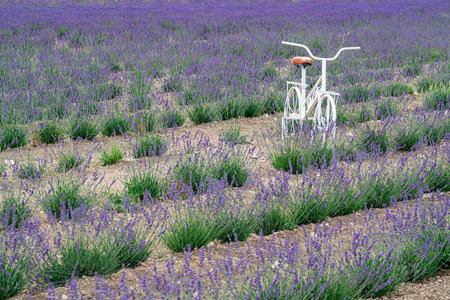 Lavender Field Featuring a Vintage Bicycleの写真素材