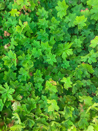 Green leaves grow in a garden during summer