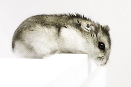 Dwarf hamster look down on light backgroundの写真素材