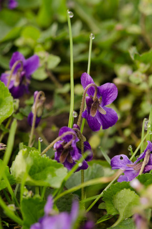 Violet