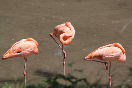  Flamingosの写真素材