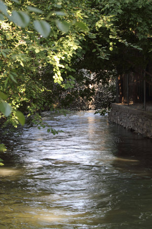 Forest Stream
