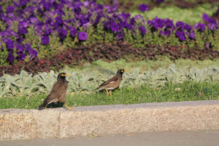 Afghan Starlingの写真素材