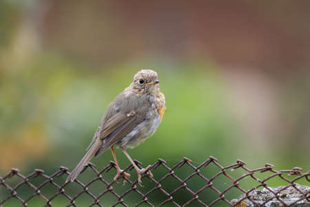A bird sitting on the fenceの写真素材