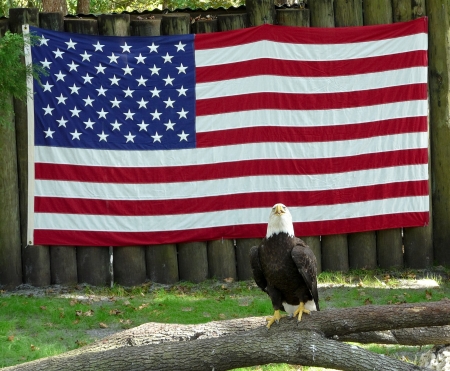 An injured bald eagle is being cared for in captivity in Florida due to its injuries  The flag of the United States is behind the eagle の写真素材