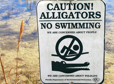 No swimming sign at Fort Cooper State Park, Florida, warning of alligators in the lake.の写真素材