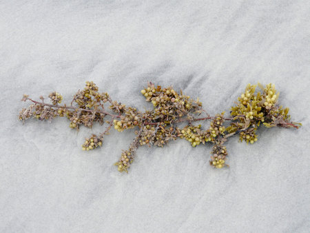 Sargassum seaweed washed up on a Georgia beach against a background of white sand that is a little...