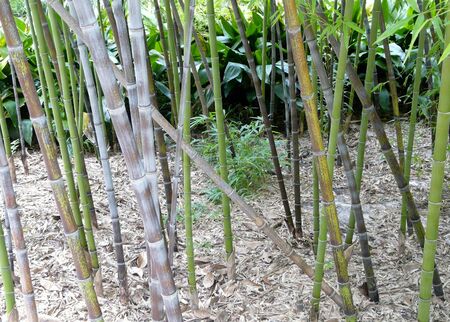 Close-up of assorted running bamboo, including some black bamboo, at Kanapaha Gardens, Gainesville, Florida.の写真素材
