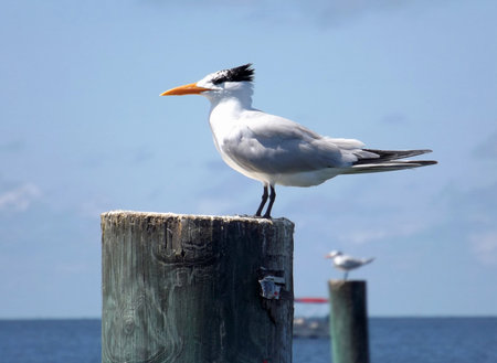 A Royal Tern in winter plumage sits on a post at Cedar Key, Florida, on the Gulf of Mexico. A boat...
