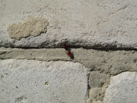 Insect on a wall covered with plaster. Pyrrhocoris apterusの写真素材