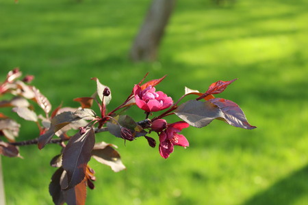Pink flowers on a branchの写真素材