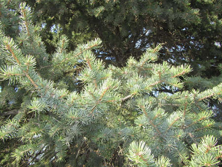 spruce branches in hoarfrostの写真素材