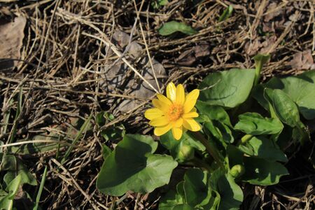 Yellow flower in spring in the garden on a background of dry grass. Nature woke upの写真素材