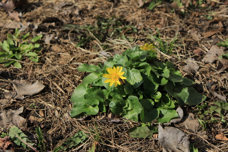 The bee collects the nectar from the yellow flowerの写真素材
