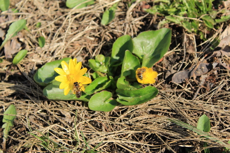 The bee collects the nectar from the yellow flowerの写真素材