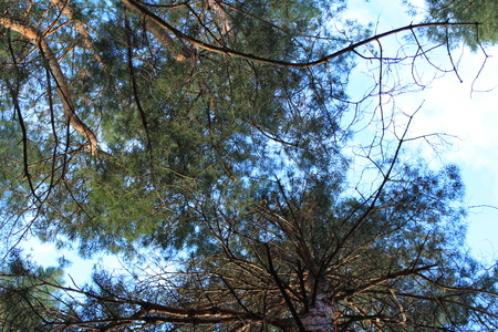 Pine branches against the skyの写真素材