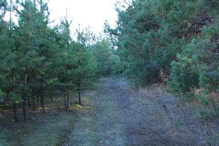 Path in the Pine Forestの写真素材