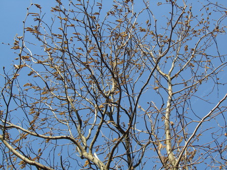 Branches of trees against the blue skyの写真素材