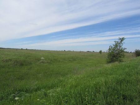 Field with green grass and skyの写真素材
