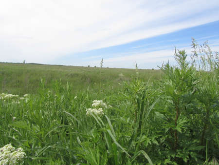 Field with green grass and skyの写真素材