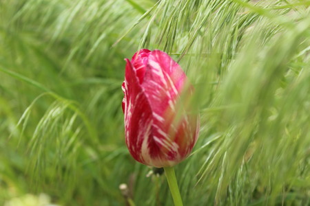 Bud of a Tulip among selnau grassの写真素材