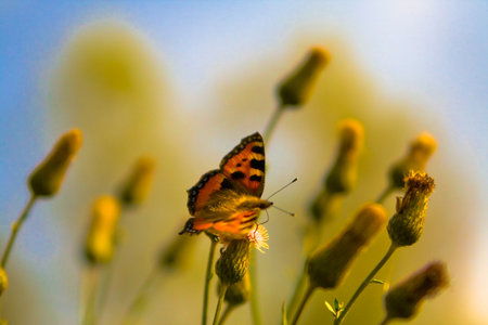 This photo of the butterfly has been made in mountains of Bashkiria.の写真素材