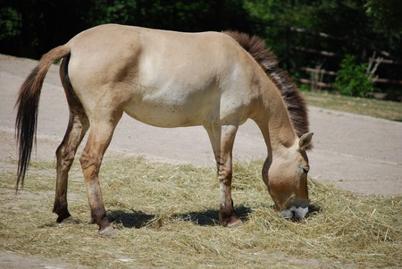 donkey eating hay, profile viewの写真素材