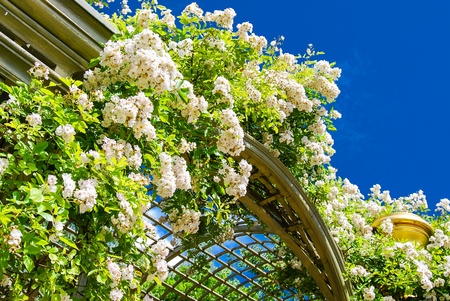 Sunlit Curly flowers in the Gardens of Versailles, Franceの写真素材