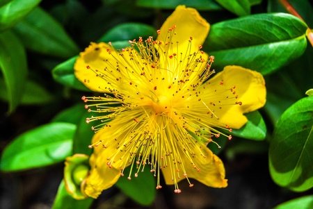 Yellow Rose of Sharon  Hypericum calycinum の写真素材