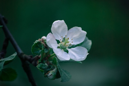 white flower of a blooming apple tree, springの写真素材