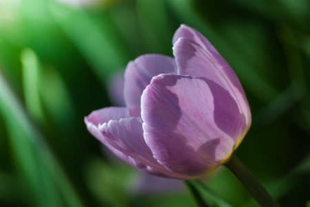 vivid violet tulip, macro, spring, outdoorsの写真素材