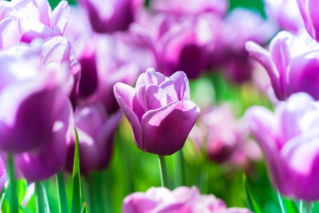 violet tulips, in spring, under the bright sunの写真素材