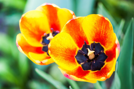 two striped orange tulips, close-up view from above