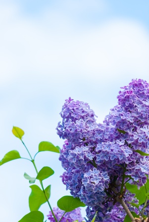 Purple lilac in blue sky at bright daylightの写真素材