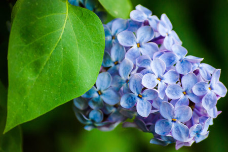 Blue lilac in green leaves, outdoors, macro