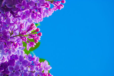 Purple lilac in blue sky at bright daylightの写真素材