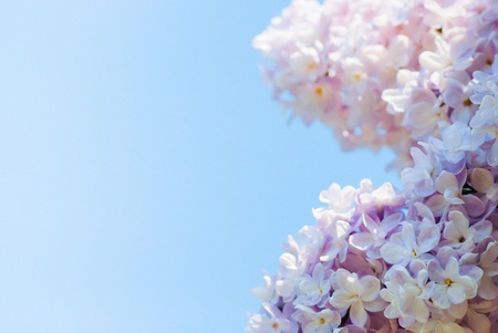 pink lilac in blue sky at bright daylightの写真素材