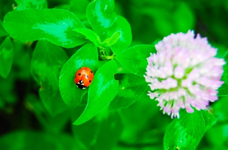 Lady bug and blossoming clover in gardenの写真素材