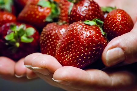 woman hands hold red ripe strawberries, closeupの写真素材